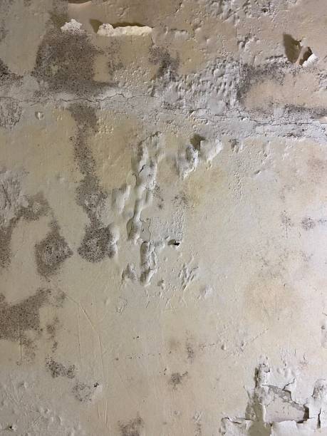 Best Mold Cleaning Services  in Boardman, OR